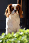 cavalier king charles