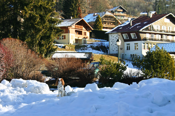 Chien assis dans la neige