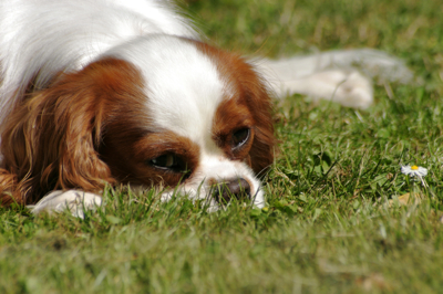 petit chien endormi en photo