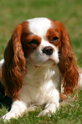 vaudival cavalier king charles