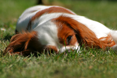 grosse fatigue photo