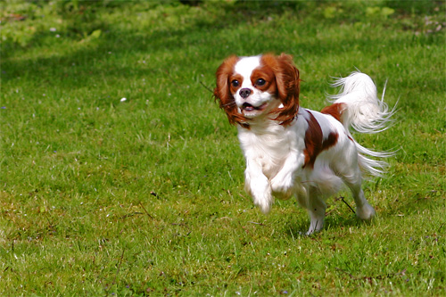 Cavalier king charles, photographies