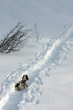 Cavalier king charles, photos