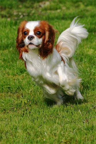 Petits sauts de cavalier king charles