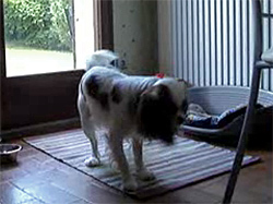 chien intelligent video